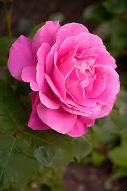 Rose Flower