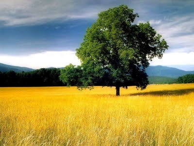 Nature Wallpaper