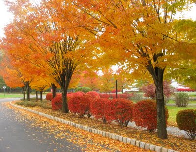 Autumn New Jersey