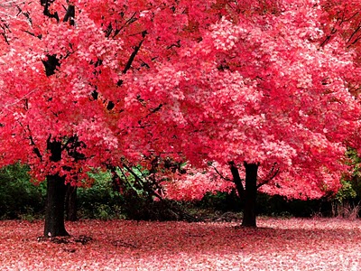 Autumn Pink