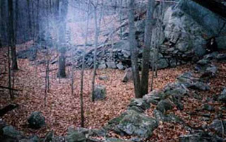 Burned Forest