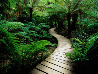 Serene Nature Walk Trail