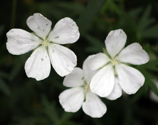 White Flower Jeff Porter