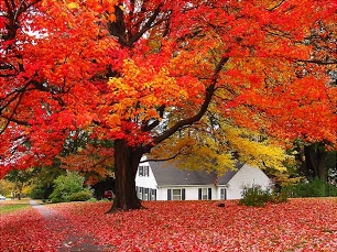 Autumn Red