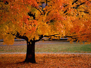 Gambar Autumn Musim Gugur