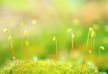 Spring Wallpaper